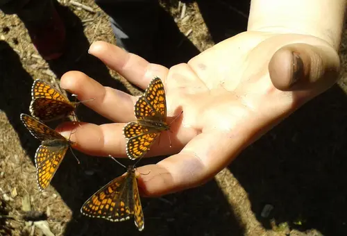 Vier Schmetterlinge auf einer Kinderhand