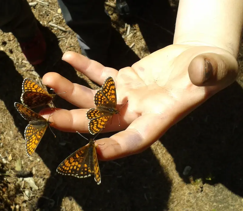Vier Schmetterlinge auf einer Kinderhand