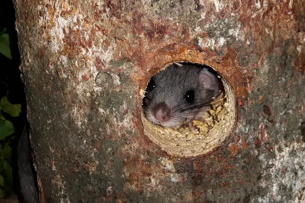 Ein Siebenschläfer schaut aus einer Baumhöhle heraus