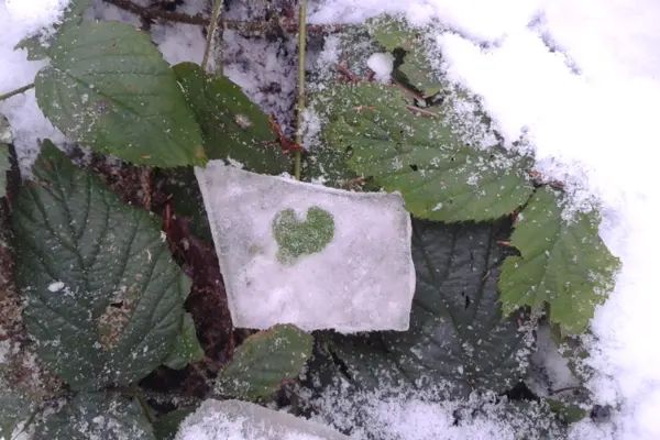 Ein herzförmiges Blatt in ein Stück Eis eingefroren